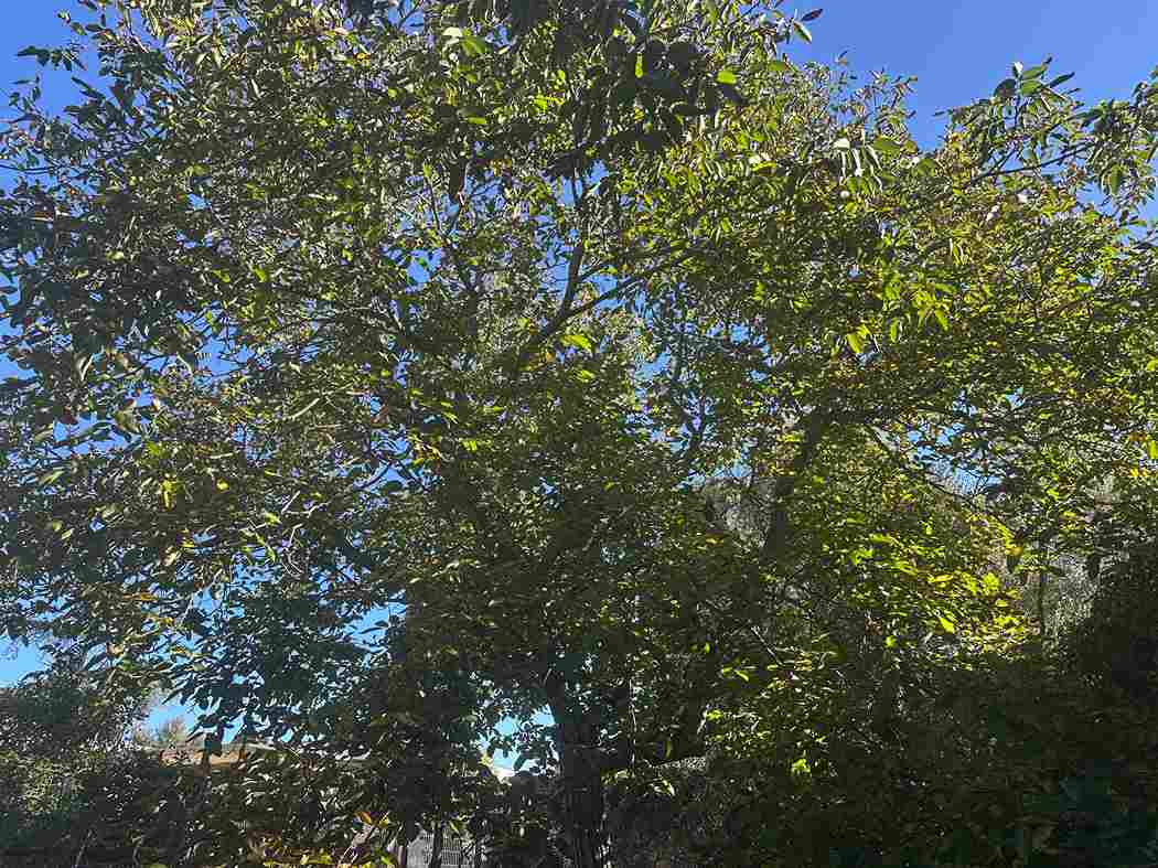 Noguera centenària 9041 a Can Diumer, Cardedeu